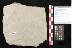 Foto (Objekt + Etikett) von Populus tremula Linne (NHMW-GEO-2024-0188-15010)